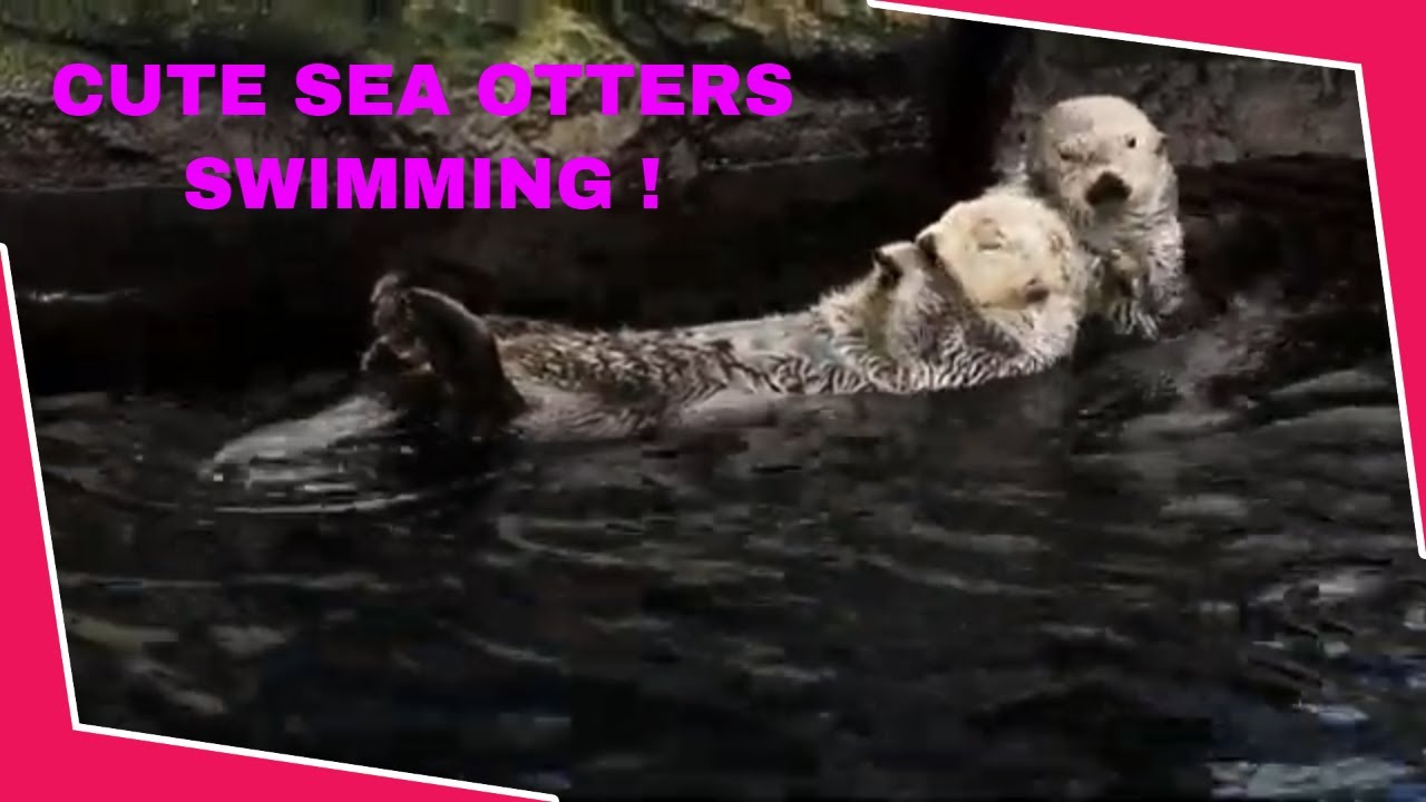 Cute SEA OTTERS swimming ! (Loop Video) RELAXING music, MEDITATION ...