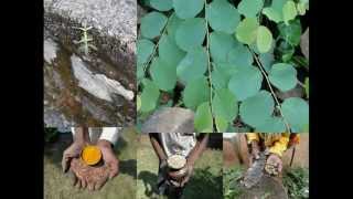 Medicinal Rice P5A Formulations for Gastrochilus Overdose: Pankaj Oudhia's Medicinal Plant Database
