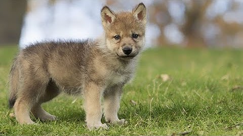 2015 májusi emelt informatika érettségi programozás része (Python)