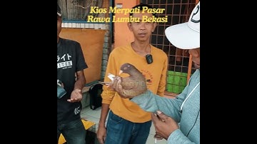 Test Merpati Spek Kolong Sudah Strat #shortvideo #shorts #merpati #shortvideo