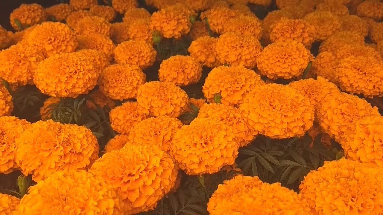 La flor de cempasúchil, una tradición que pervive en México para el Día de  Muertos - YouTube