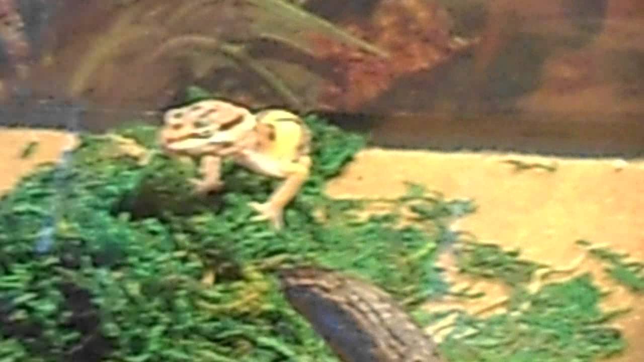 Leopard Gecko Misting