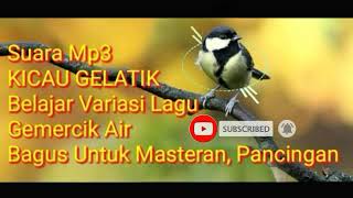 masteran burung gelatik wingko belajar bunyi untuk pancingan terapi pikat download mp3 gratis