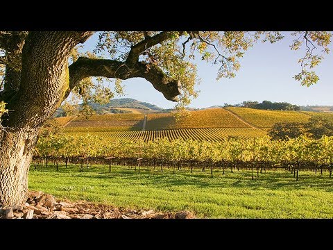 Small-Group Napa and Sonoma Wine Country Tour with Lunch