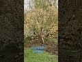 CHERRY BLOOMS IN GARDENS IN KASHMIR #trending #breaking #viralvideo #blooms #cnzburak #somefood #ilu
