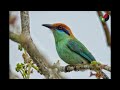 Descripción guardabarranco - Aves en Berriozábal