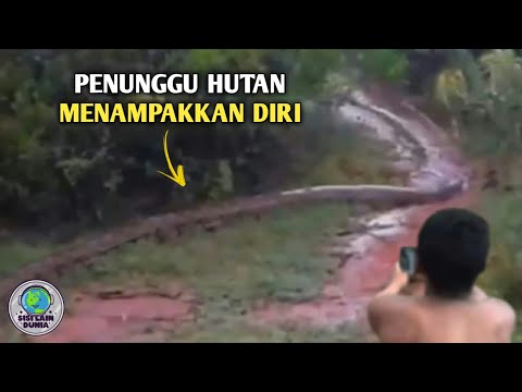 Video: Wanita Membawa Pertempuran Penahanan Anjing Sepanjang Jalan ke Pengadilan Tinggi Negeri