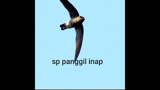 Suara panggil inap burung walet