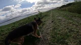 German shepherd on walk. Eros på tur. 19.05.2024.  you tubes most boring video