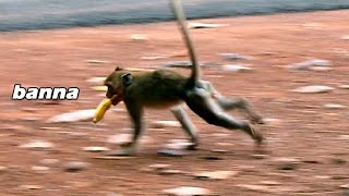 How to Janna get banana from other monkey? she ran by fear with banana