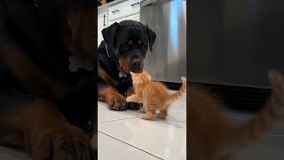 Tiny Kitten vs. Big Rottweiler! 😺