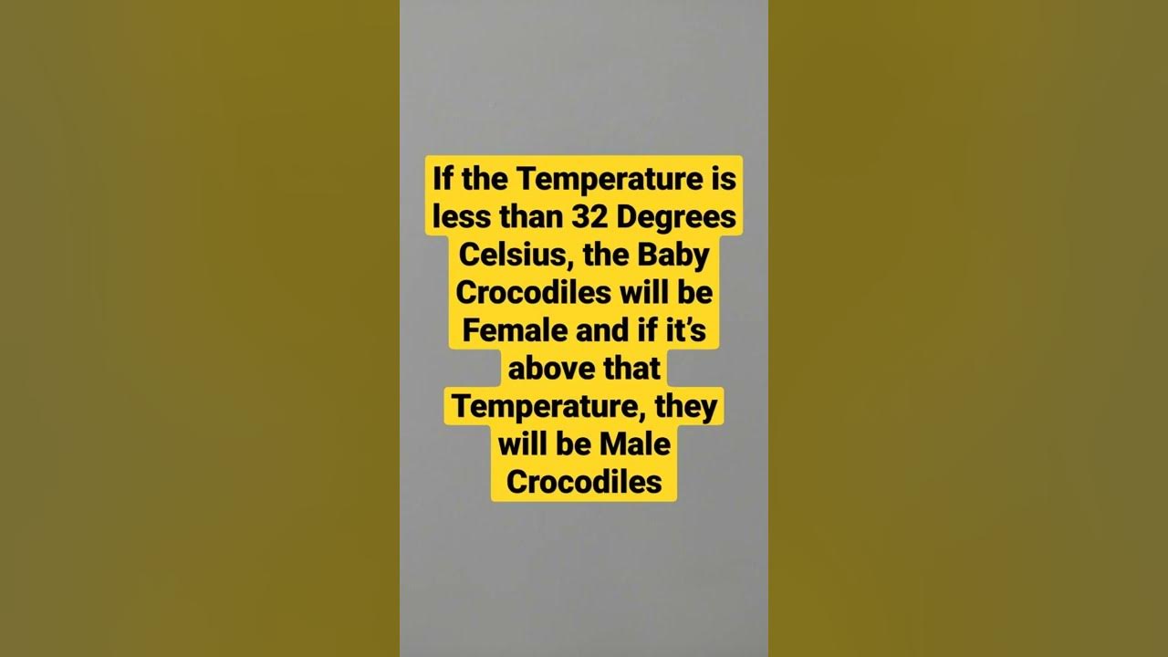 Temperature of Crocodiles Nest Determines the Sex of the Baby