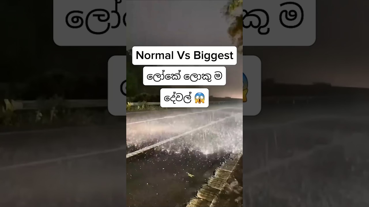 ලොකේ ලොකුම අශ්වයා.😱 #hgw #facts #viral #viralvideo #trending #fyp