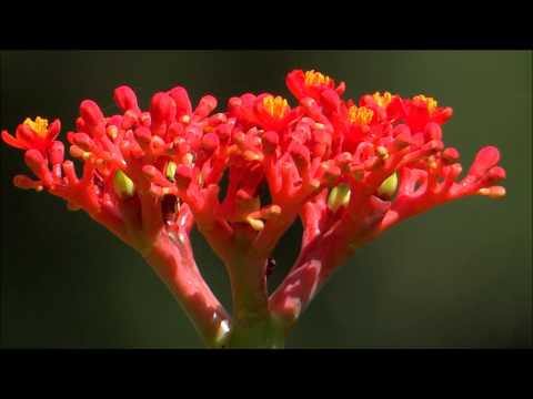 Видео: Гэрт ургадаг Jatropha Gouty, задалсан Jatropha