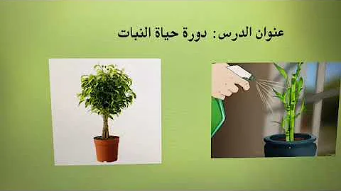 حياة دورة النبات عن مطوية حزازيات