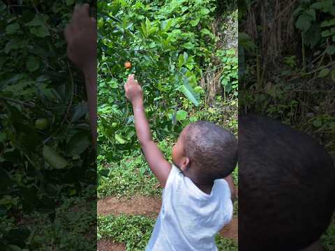 Cherry Is Rich In Vitamins