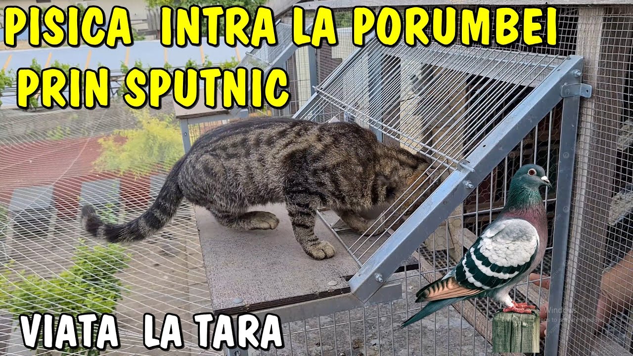 Viața la țară - Pisica atacă la porumbei prin intrarea de la SPUTNIC? Vizită la Leo din Tecuci 2025