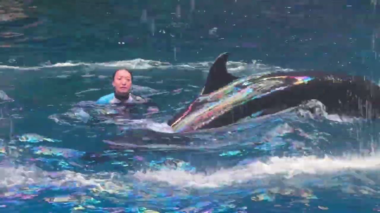 2025.9.13   マクセルアクアパーク品川                   ドルフィンパフォーマンス（イルカショー）デイVer.