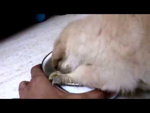 hungry-golden-retriver-puppy-funny-video