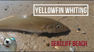 [SUMMER] Yellowfin Whiting on Live Nippers screenshot 5