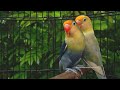 Lovebird Chirping and Singing Sounds - Parblue Pied & Parblue Violet