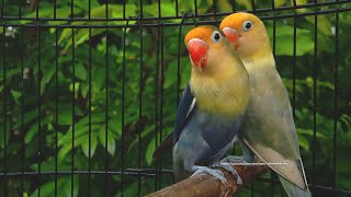 Lovebird Chirping and Singing Sounds - Parblue Pied & Parblue Violet