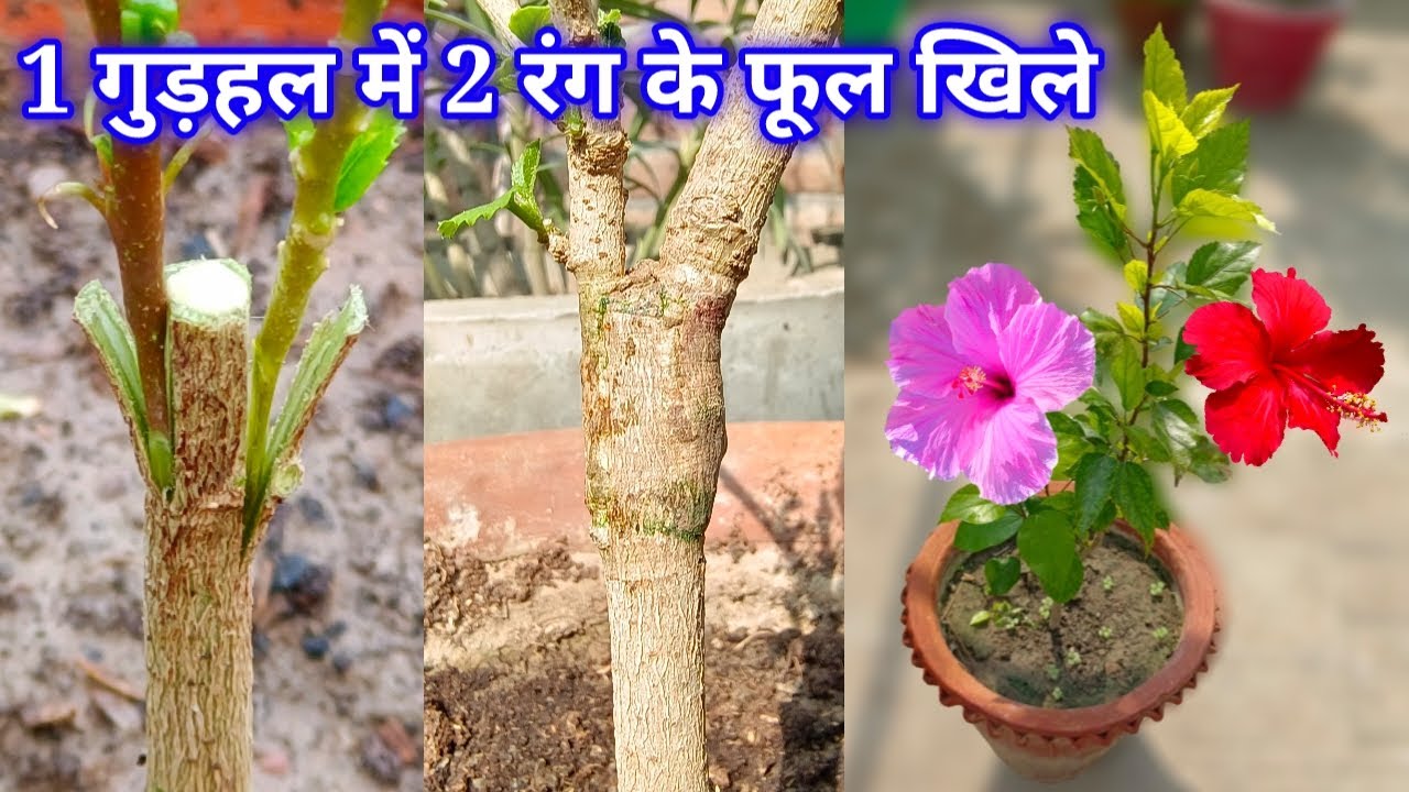एक गुड़हल के पौधे मे 2 रंग के फूल खिले / Gudhal Grafting / Hibiscus ...
