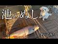 【池のぬし釣ってみた】70cmを超える怪物ニジマスを釣り上げて庭の池に放流した！