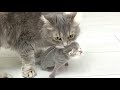 Mom cat carried a kitten to dad: I gave birth, you bring up