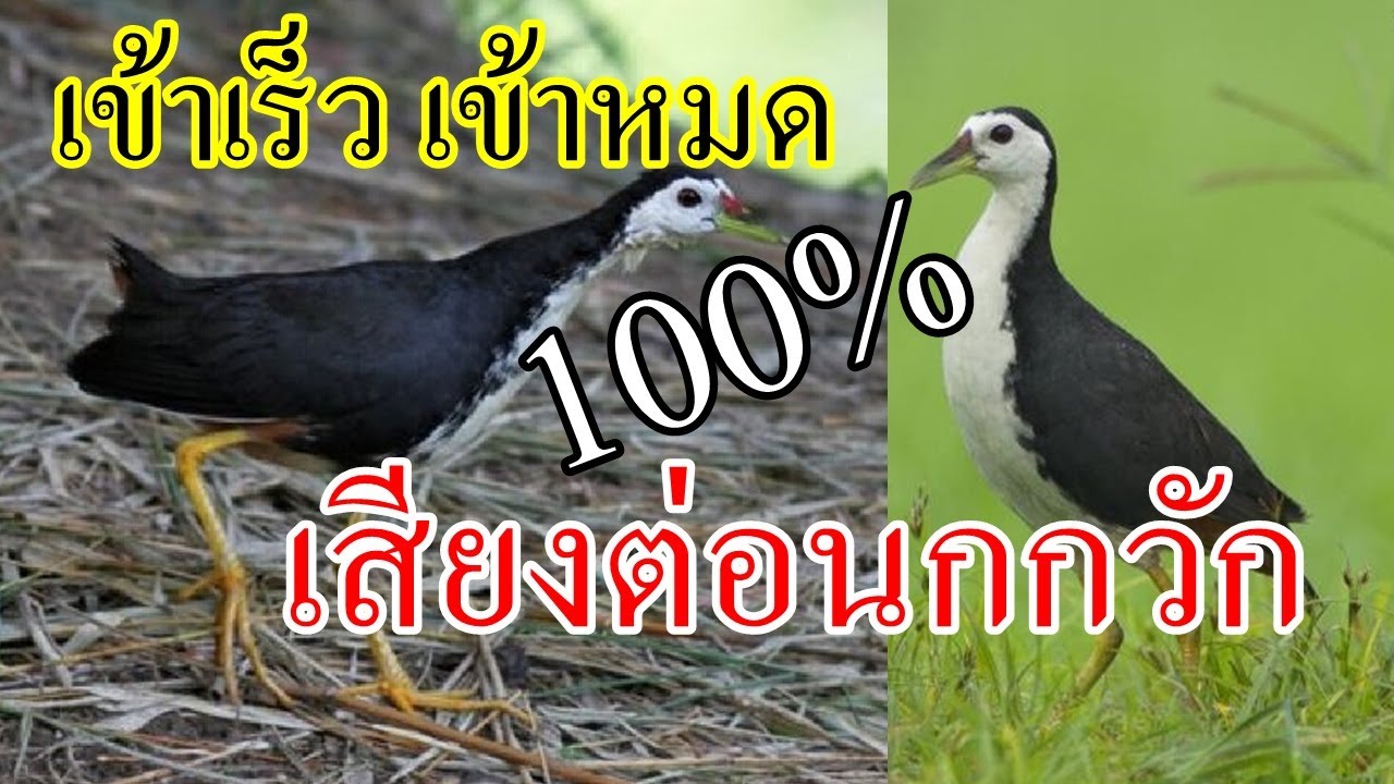 เสียงนกกวัก เสียงต่อ! ชัดๆ เข้าดีเหลือเชื่อ