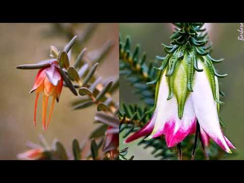 Видео: Что такое растение дарвиния: советы по выращиванию цветов дарвинии
