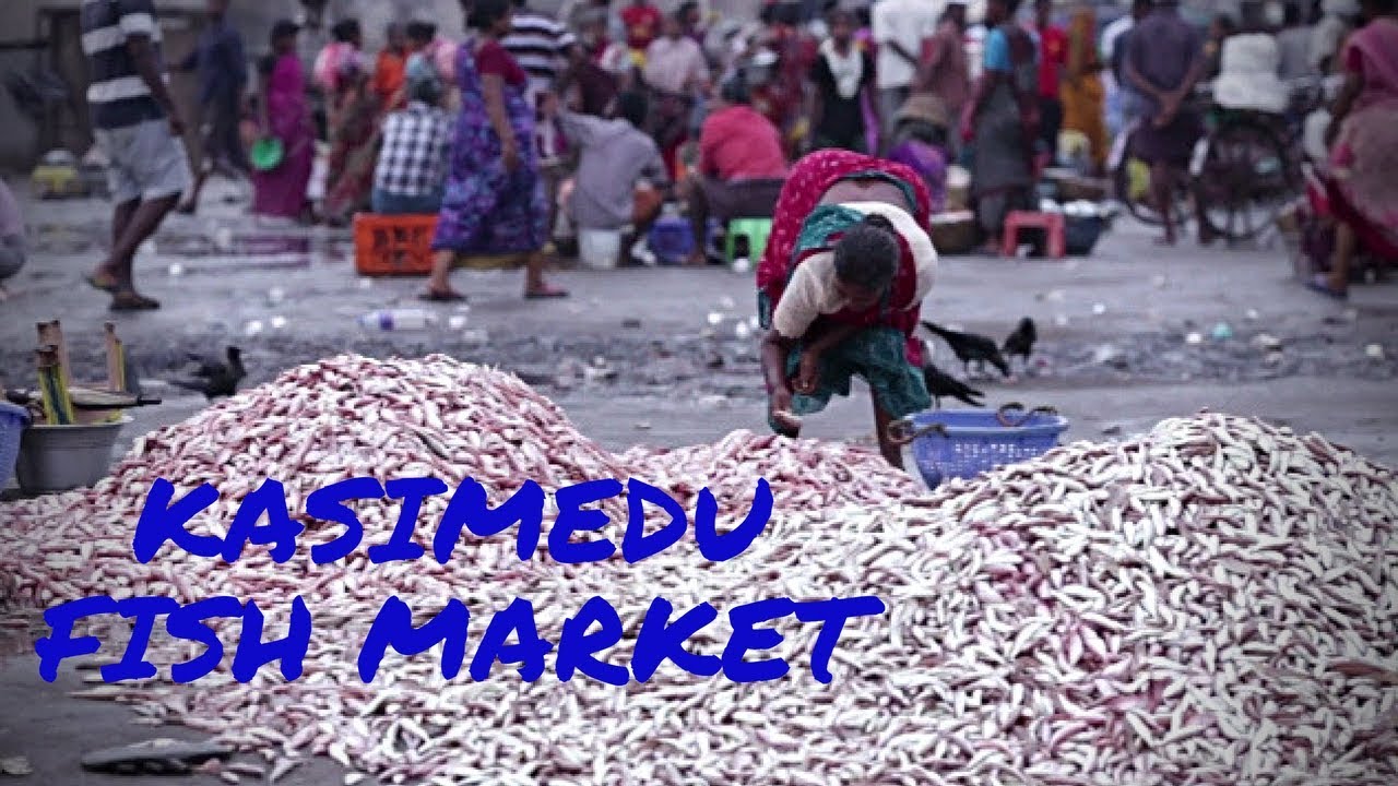 Vlog Exploring Chennai Kasimedu Fish Market YouTube Vlog Exploring Chennai Kasimedu Fish Market YouTube