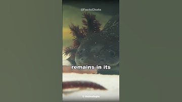 Fun Axolotl Facts You Didn