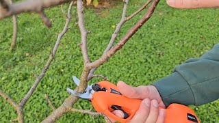 When and how to prune apple, pear, plum and other fruit trees