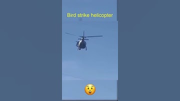Bird strike helicopter