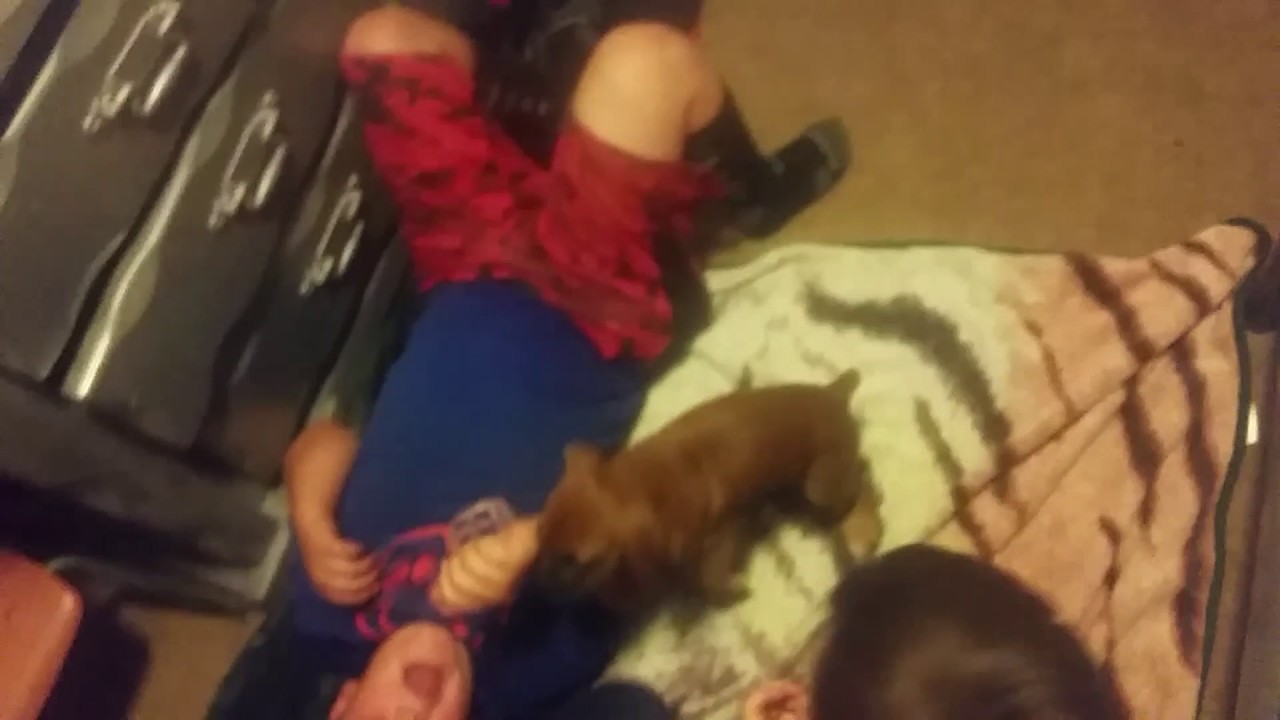 Dog humping a boy lol😂😂😂😂 YouTube