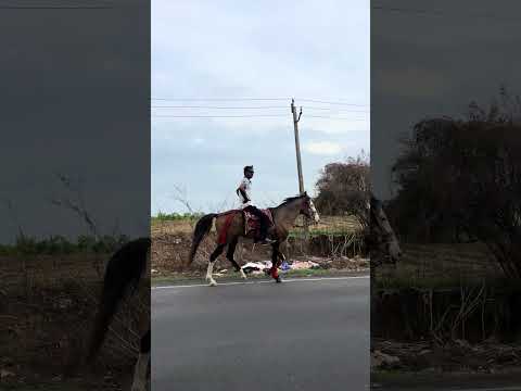 Indian Horse manship Rajesh Khanna Song