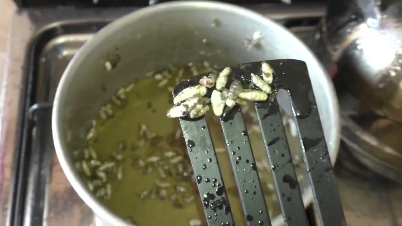 Mangoworm Things not to do with Mangoworms I Frying, Parasites YouTube