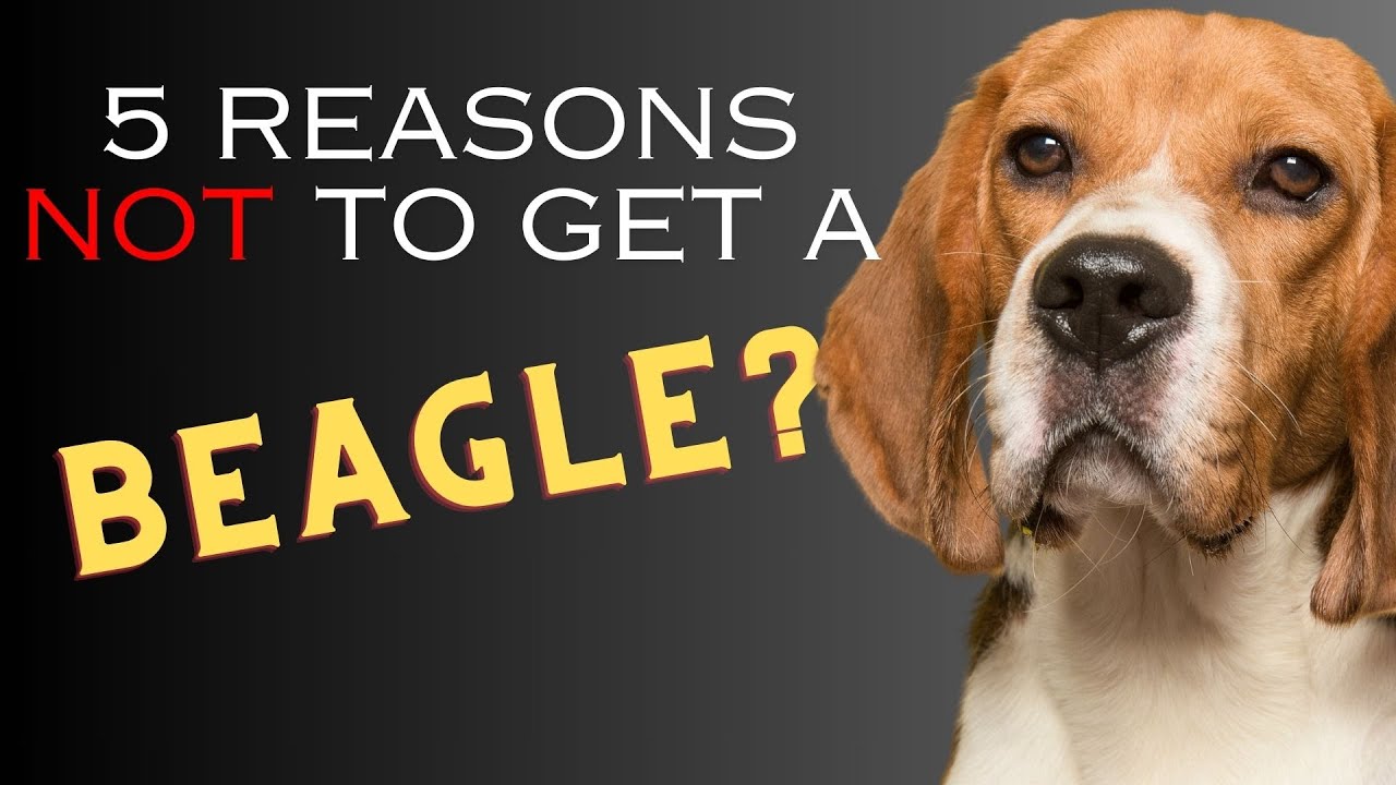 5 Reasons NOT to Get a Beagle - Dogs 101