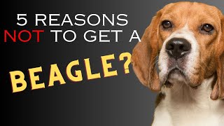 5 Reasons NOT to Get a Beagle  Dogs 101