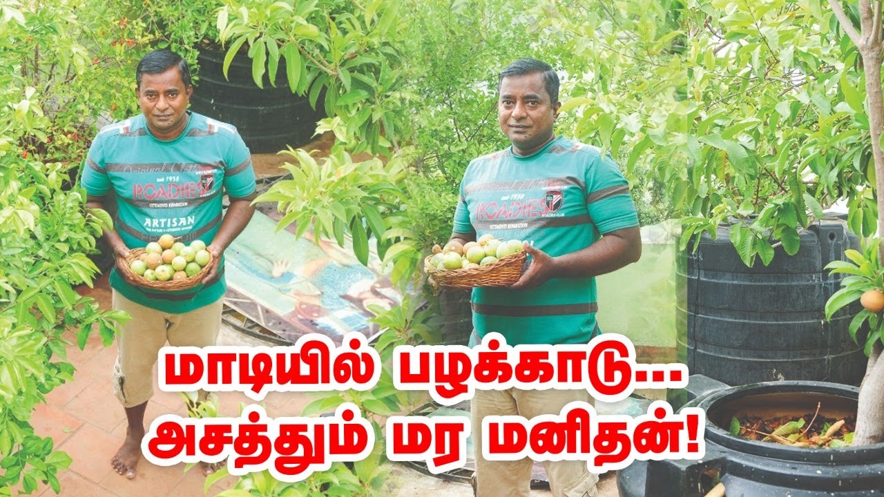 Terrace Fruit Forest... அசத்தும் மர மனிதன்! 