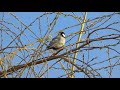 Chant de la mésange charbonnière