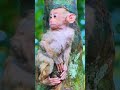 母猿を探す子猿