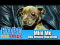 Hope Saves One Eyed Puppy - Stray Paws Dog Rescue Marathon