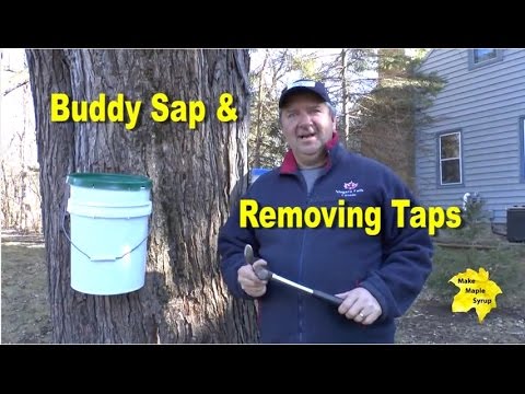 Buddy Sap, Removing Taps End of Maple Season - when is it time to stop collecting sap? #buddysap