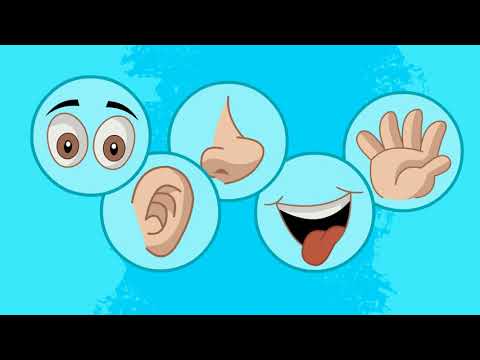 نشيد الحواس الخمس دون إيقاع أناشيد للأطفال