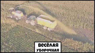 Весёлая уборочная. Потери урожая в поле