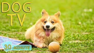 DOG TV: Fast-Boredom Busting Videos for Dogs and Anti Anxiety with Music for Dogs - Dog Music - NEW