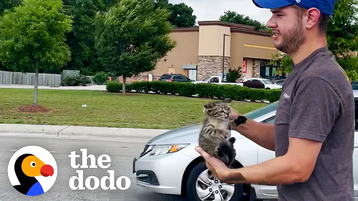 Dad Who Doesn't Like Cats Saves A Kitten At A Traffic Stop | The Dodo