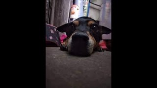 Rottweiler, ¡Pero en Miniatura! Descubre al Fenomenal y Adorable Pinweiler by amazing videos 135 views 5 months ago 1 minute, 58 seconds